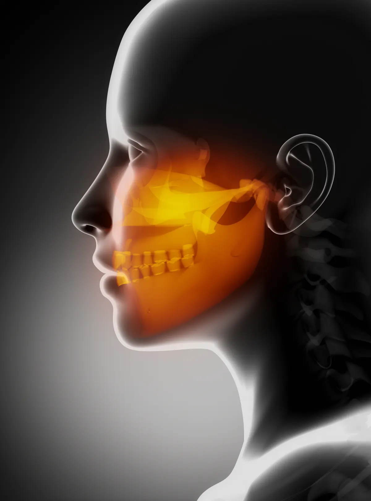 Illustration of the jaw and teeth seen in profile